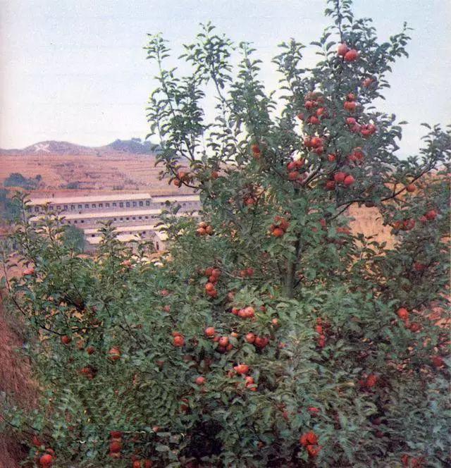 农业学大寨大寨村现况,农业学大寨指的是哪个大寨村