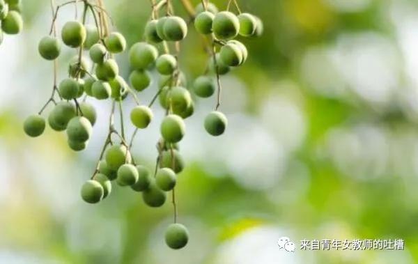 “枣”已不是童年