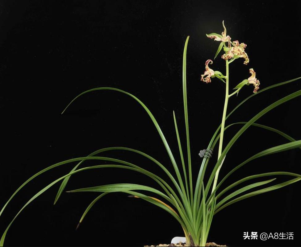 蕙兰兰花品种排名,蕙兰花精品品种