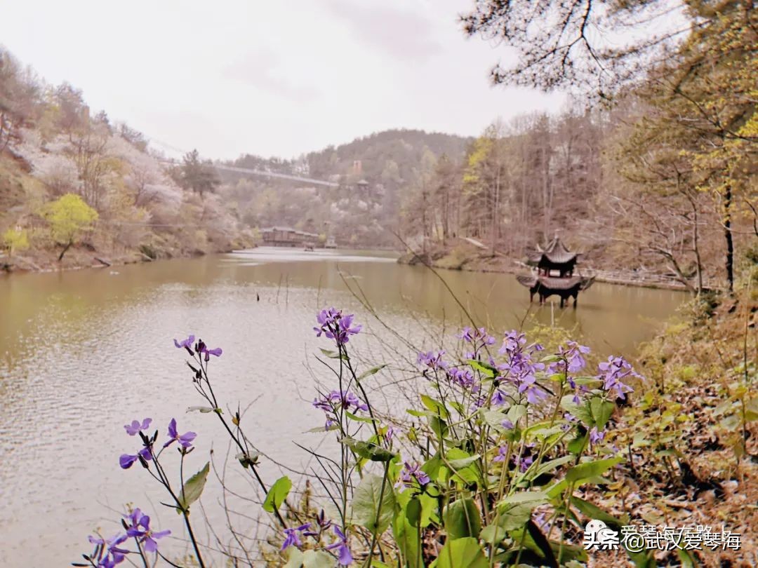 清凉寨樱花烂漫,清凉寨野景