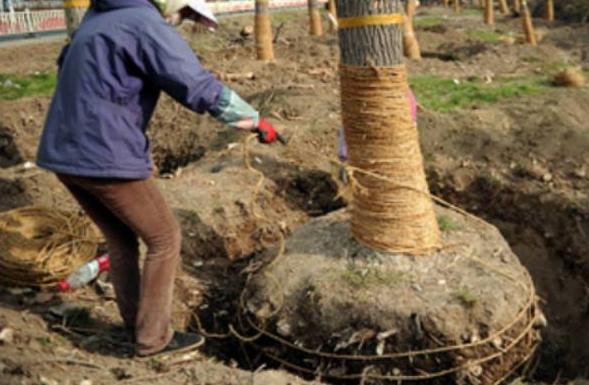 大树缠草绳的正确方法,大树根缠草绳的正确方法
