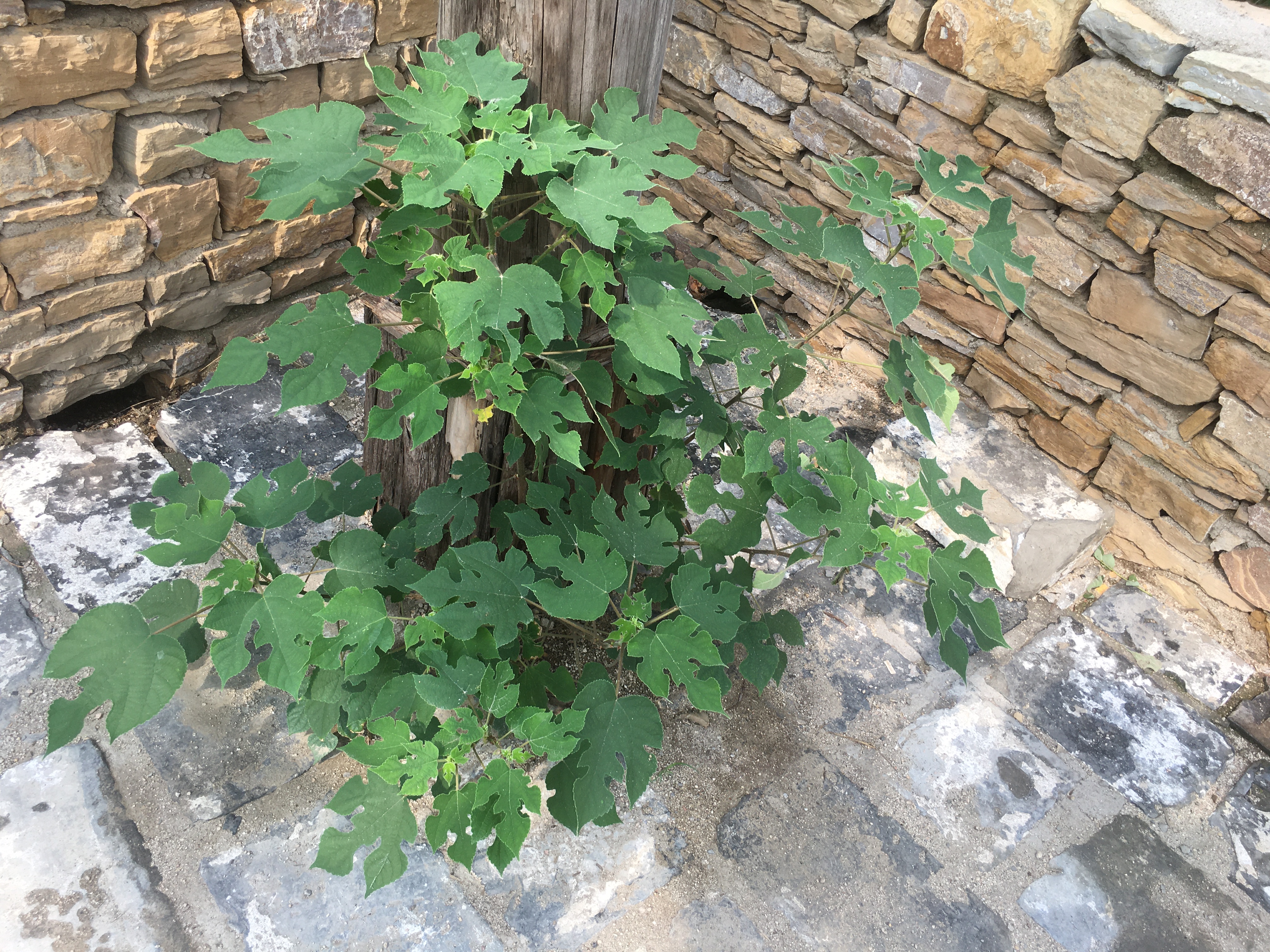 为什么水泥地会长高,为什么草坪会长很多杂草呢