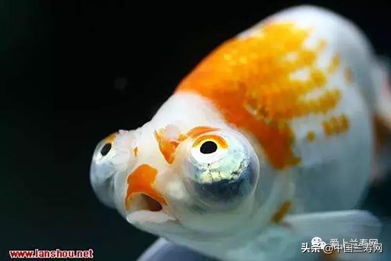 水泡金鱼和望天球金鱼,望天金鱼图片大全