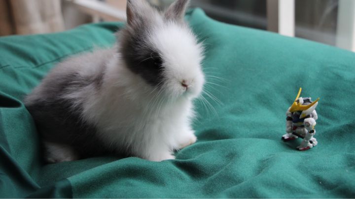 宠物知道主人爱它吗,你的宠物真的爱你吗