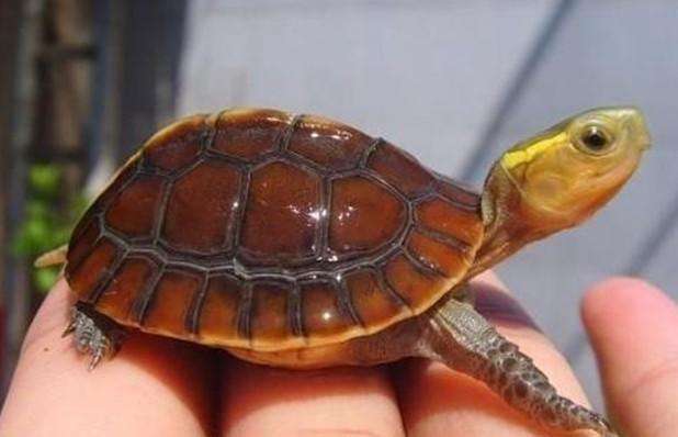 最美的乌龟图片,最美乌龟视频大全