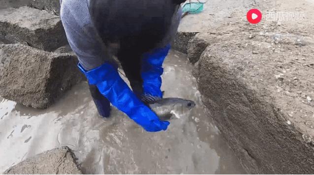 西瓜视频赶海活动,西瓜视频赶海