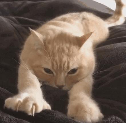 猫咪踩奶的时候看着猫咪会喵喵叫,怎么教不会踩奶的猫咪踩奶