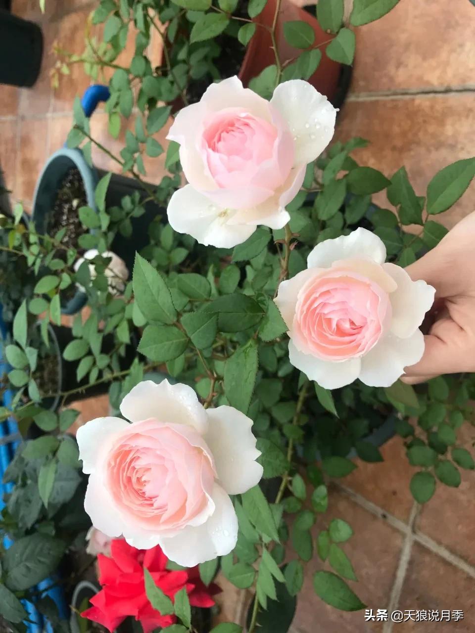 月季花是时候展现真正的技术了 (开春的第一波月季花就这么过去了)