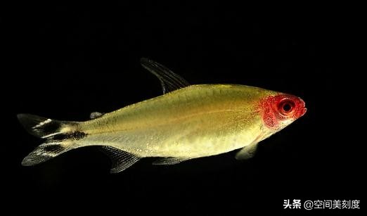 易养的热带观赏鱼有哪些,好养耐活的热带观赏鱼都有哪些