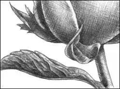 鐜懓绱犳弿鏁欑▼,绱犳弿鐜懓鐢绘硶鏁欑▼