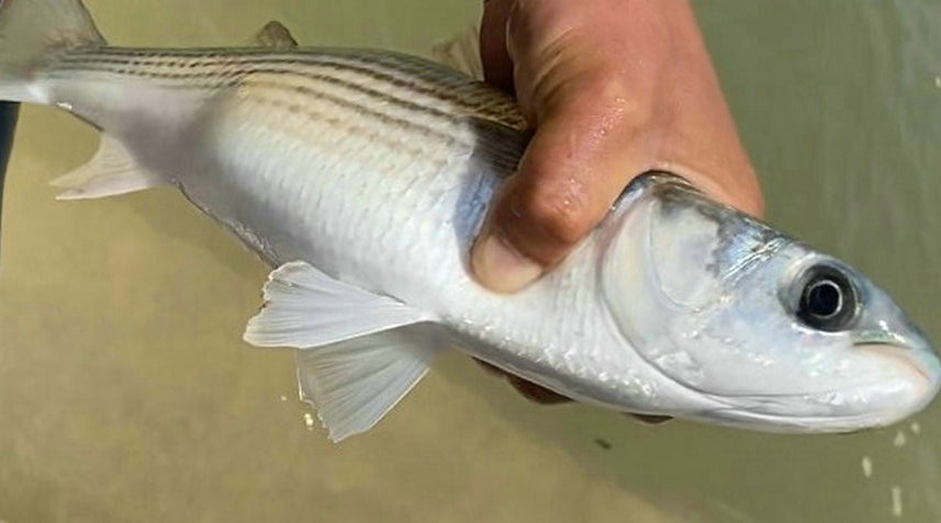 乌头鱼湛江,湛江乌头鱼