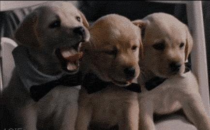 「畅享养宠」夏季狗狗异味深长？简单几招，让Ta一味不留