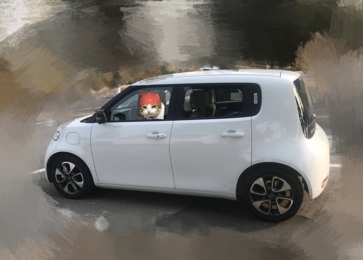 薛定谔的猫实测,欧拉白猫小野猫试驾