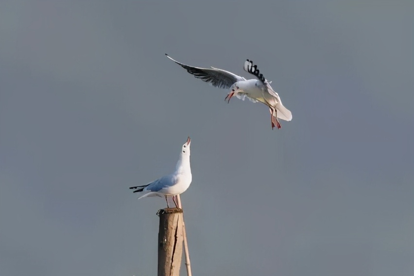 你们听说过死海吗,你听说过海洋中的强大生物吗