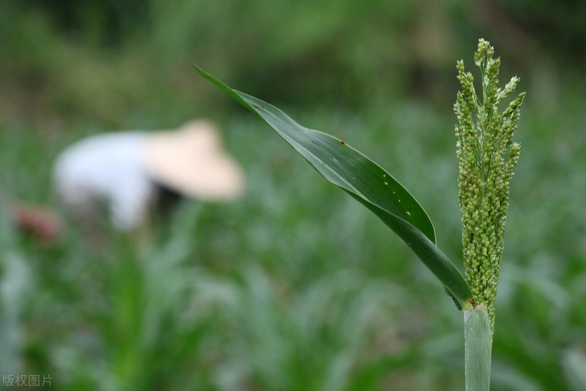庭院养护全攻略,庭院冬季养护注意事项图片