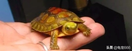 新入缸的龟趴缸怎么办,新龟到家多久可以转入透明缸