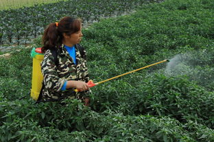 辣椒炭疽病你了解吗?高温天气易感染、传播快!防治措施在这里