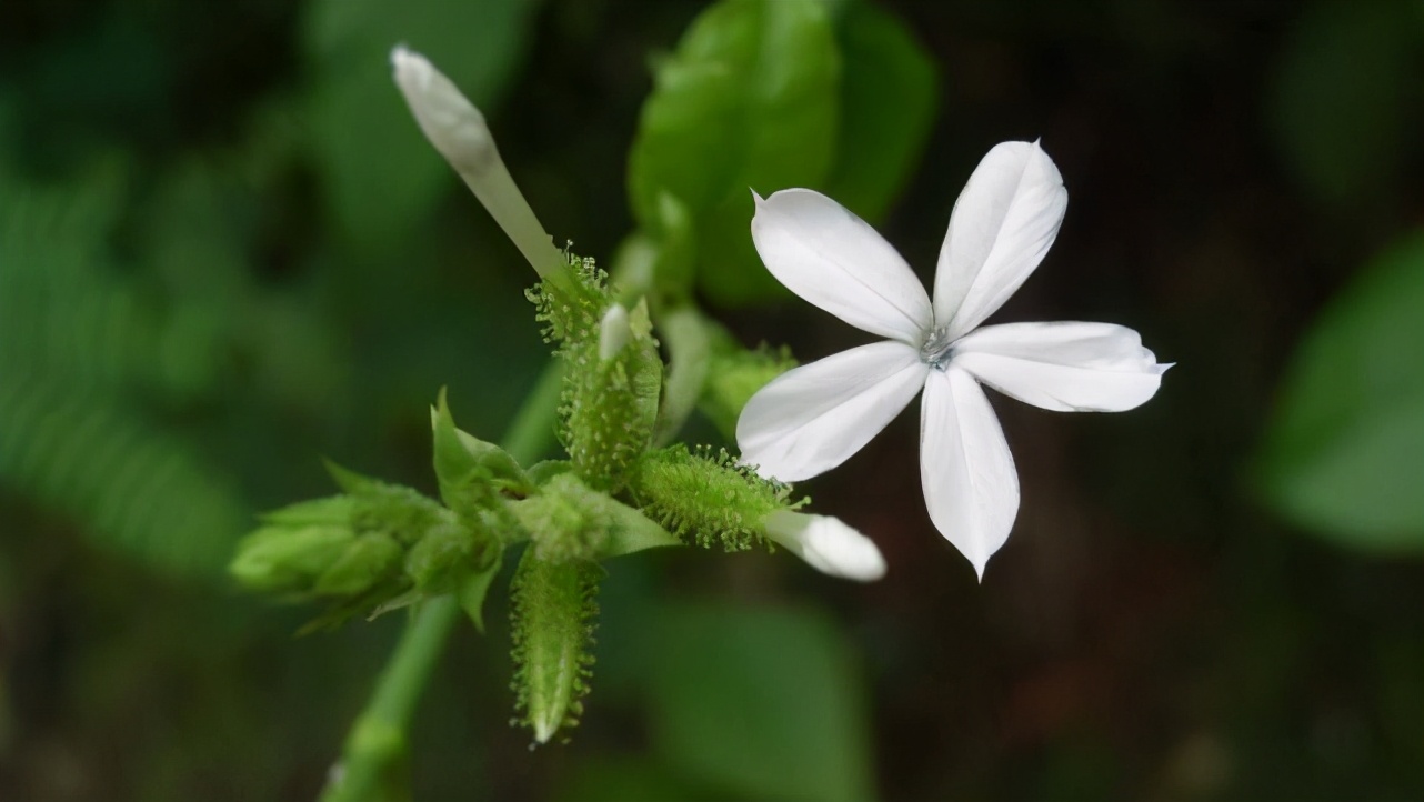 水瓶座很冷漠也很善良,水瓶座看似随和无主见