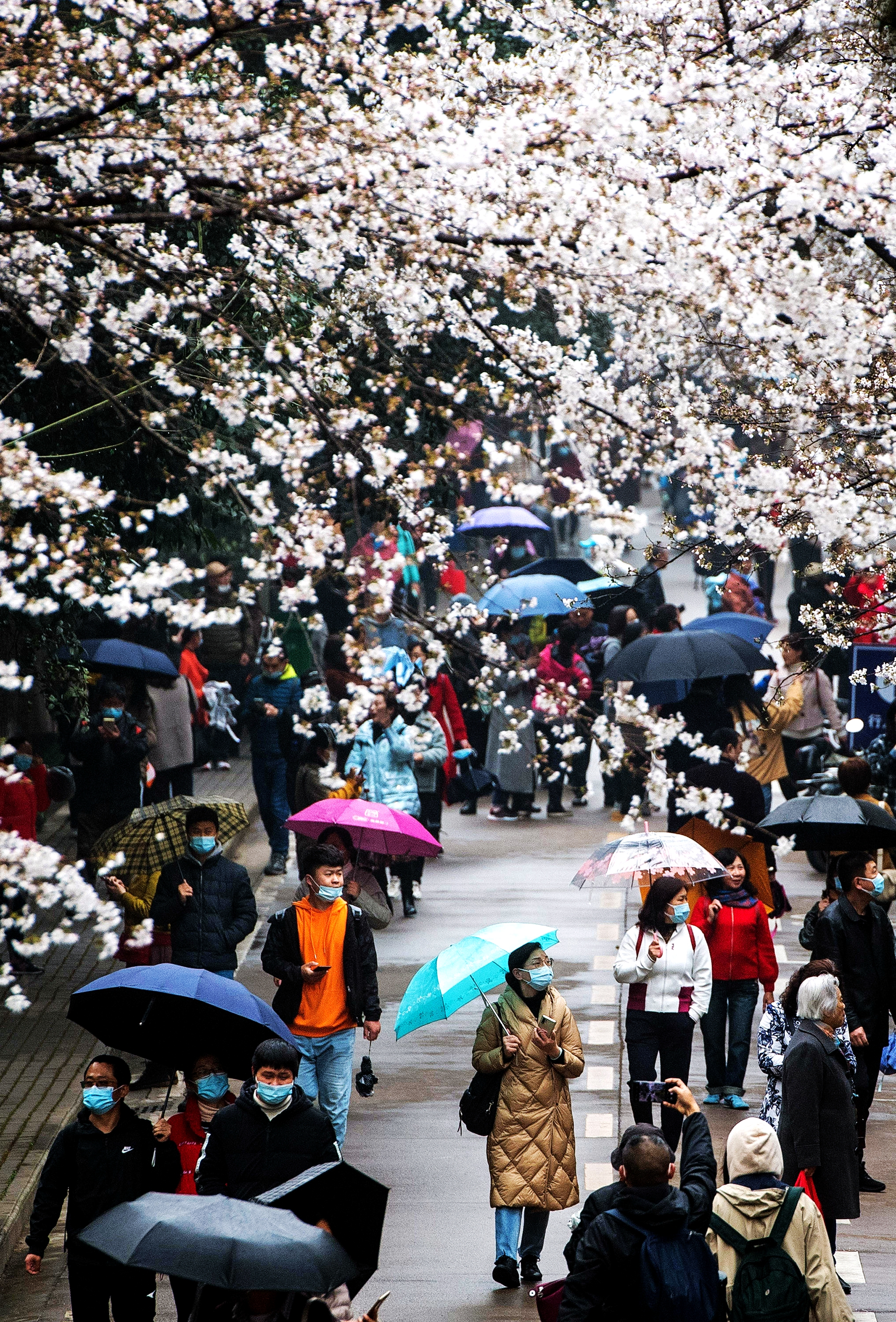 武大樱花的特别之处,武大樱花与南京樱花哪个好看