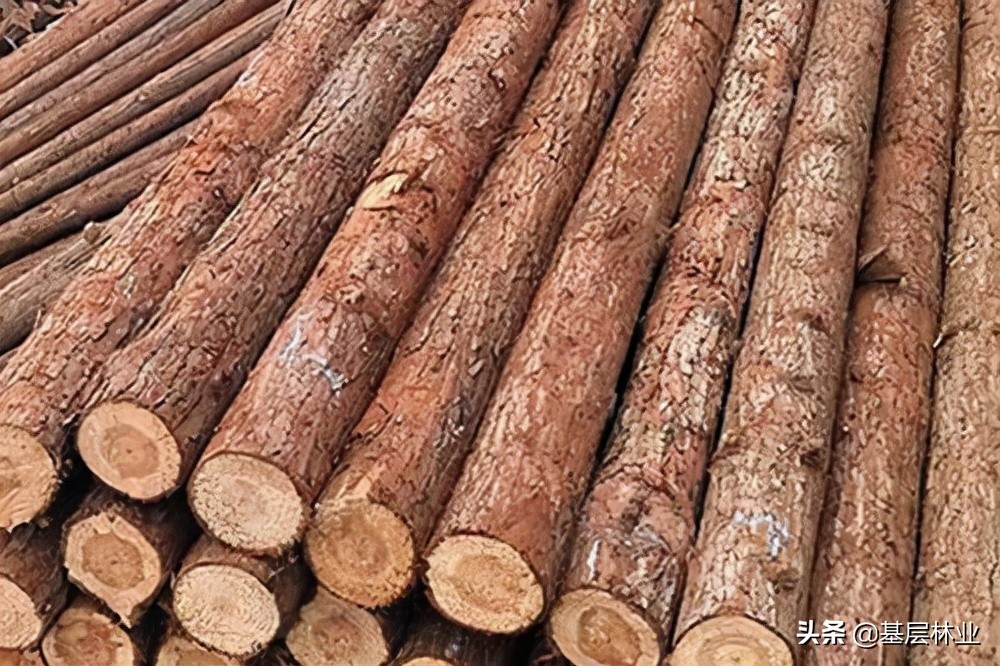 水杉树是不是一级保护植物,杉木属里有水杉吗