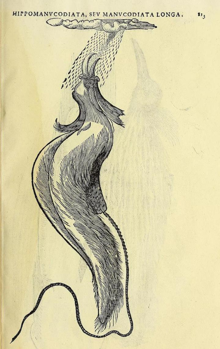 历史上存在的神奇动物,神奇的上古动物