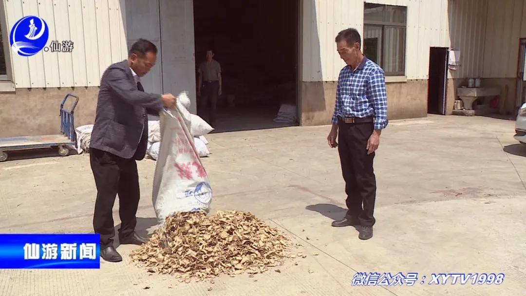 好果！仙游药农摸索这项提炼技术，竟然让大家收入