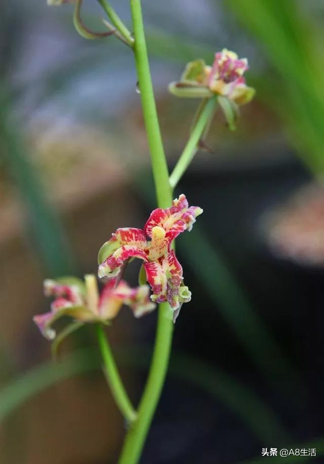 蒙山之春此花浓妆艳抹，彩块鲜红，是养兰人争相收藏的精品