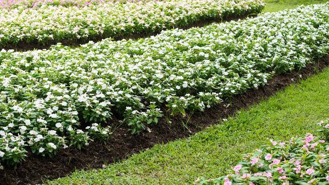 室内适合养这6种花草,9种高级绿植