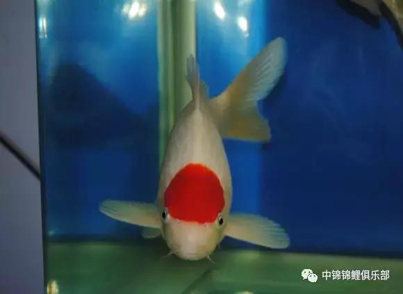 新手养锦鲤养多大的鱼,新手入门养锦鲤鱼