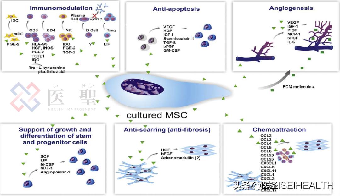 再生干细胞治疗1型糖尿病,再生医学治疗糖尿病