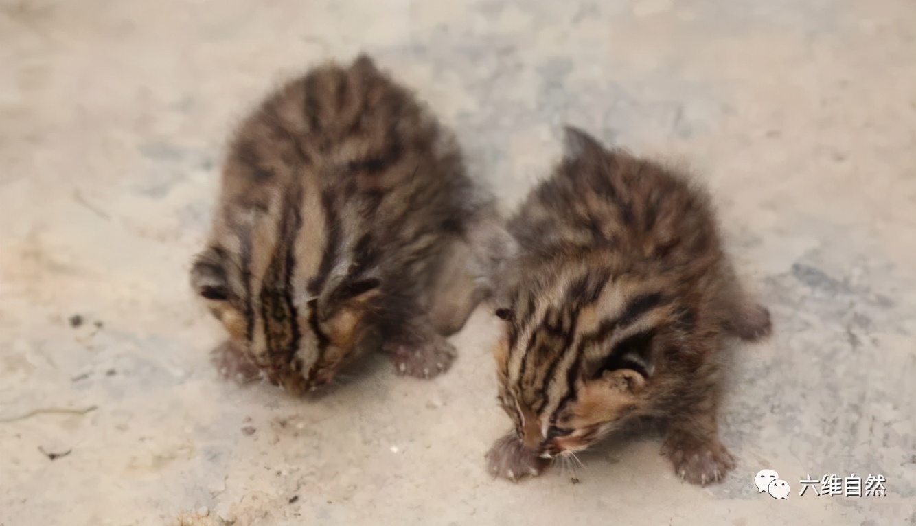 黑龙江一村民发现狐狸,黑龙江村民发现一窝小山狸子