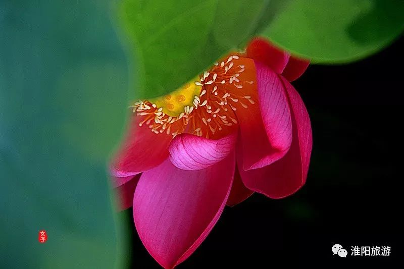 又见淮阳荷花香——唯美文章唯美荷，唯美视频唯美歌