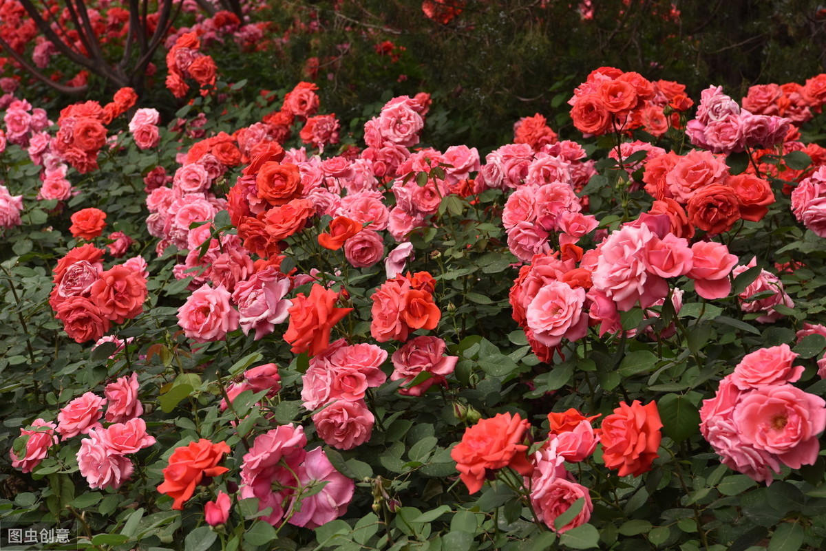 牡丹真国色倾国倾城,中国的国花牡丹特点