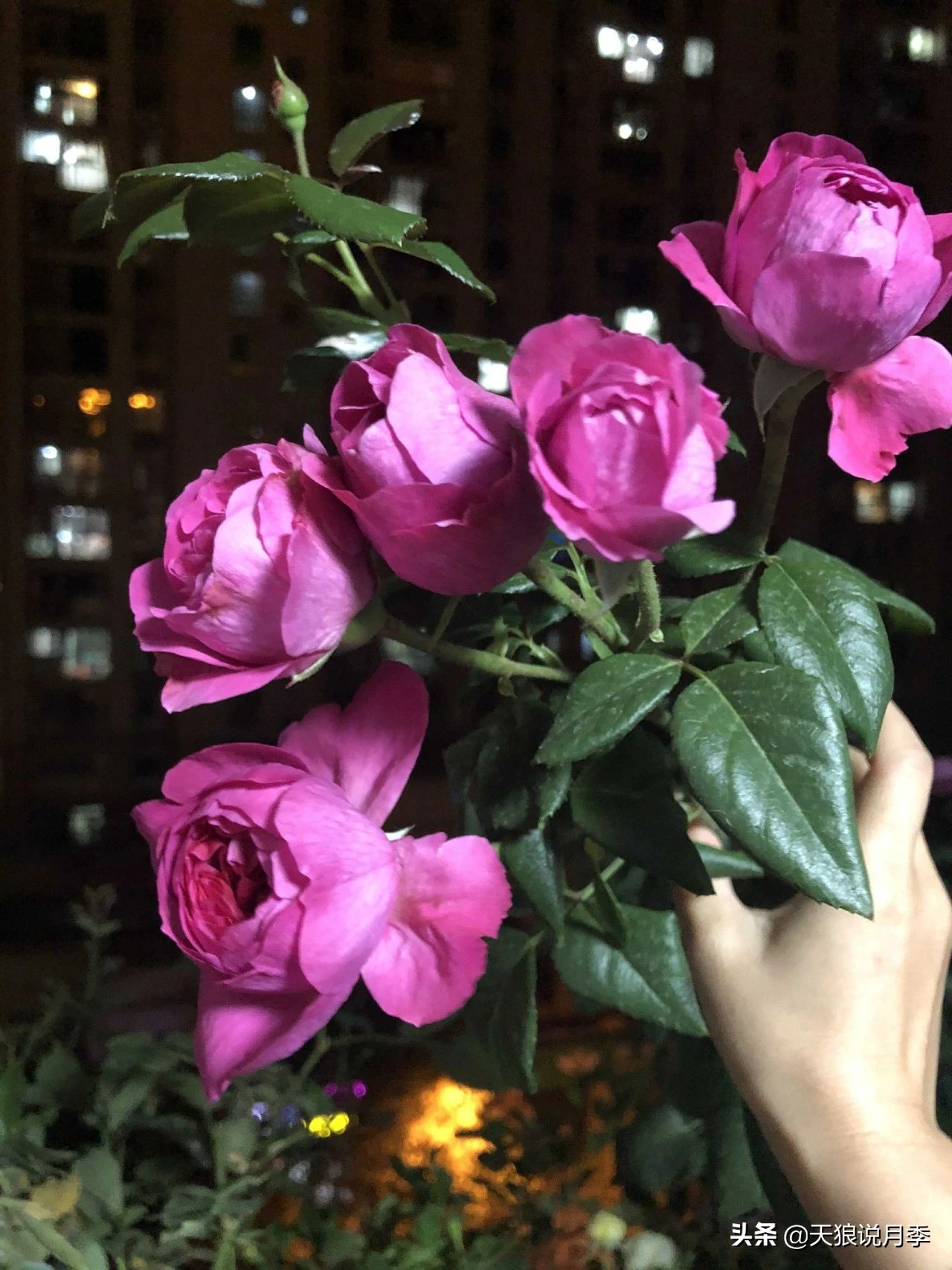 唤作「蔻丹」的月季，应该有怎样的风情？