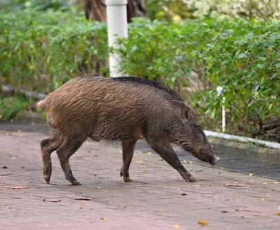 在香港生活必须注意的细节,在香港要注意的事
