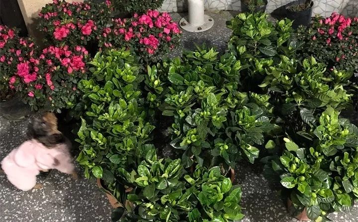 刚到家的花很好没多久就黄叶,买回来的花很快就蔫的原因