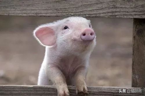 天天吸猫猫毛会被吸进身体里吗,肺里能吸进猫毛么