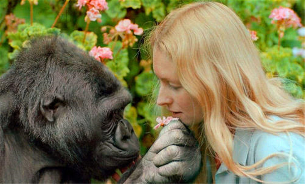 人类和猩猩有共同祖先吗,人类和大猩猩基因相似的原因