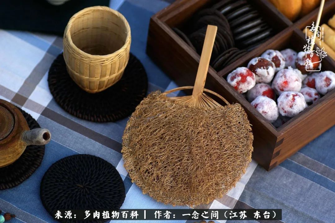 一见多肉误终生,一见多肉误终生从此钱包成路人