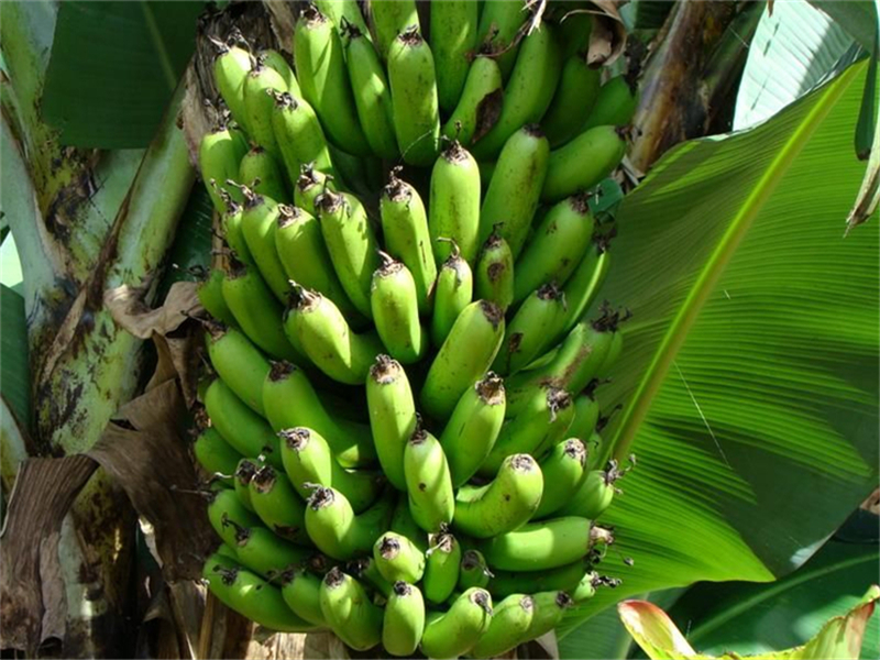 香蕉冻伤后如何补救,香蕉冬天应该怎么管理
