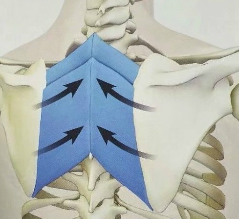 瑜伽越练肩膀越僵硬咋回事,肩膀厚练瑜伽可以改变吗