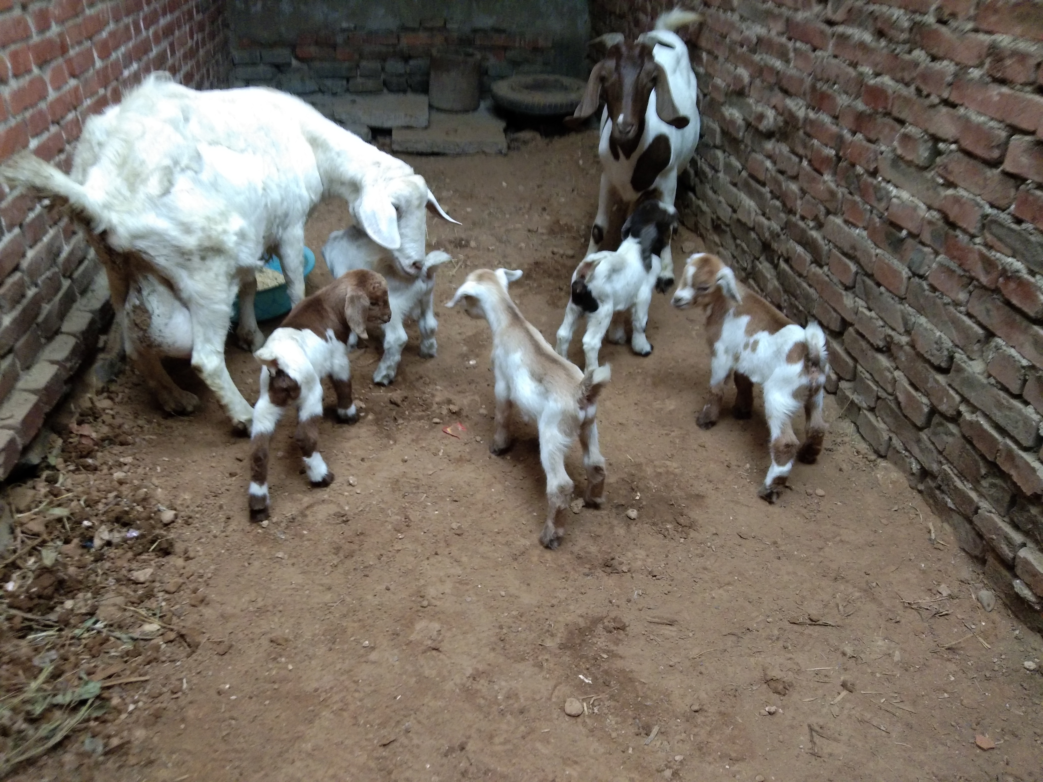 养羊常备哪些药,养羊准备的常用药