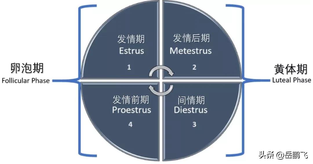 了解母猪生产周期,如何看出母猪的生理周期