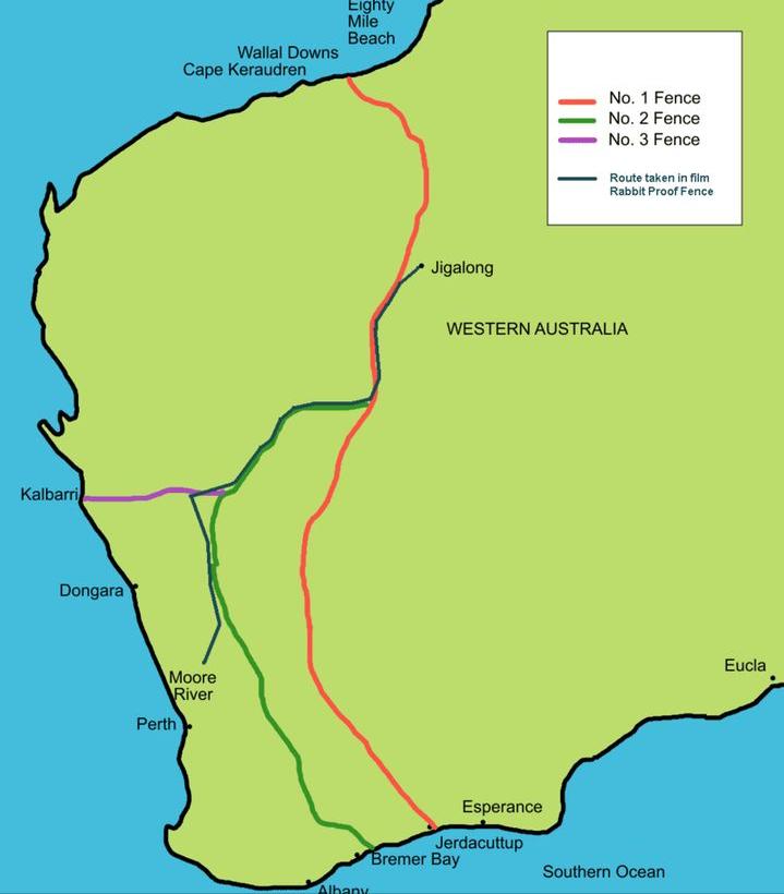 澳洲野兔泛滥成灾上演人兔大战,野兔在澳洲泛滥成灾多久了