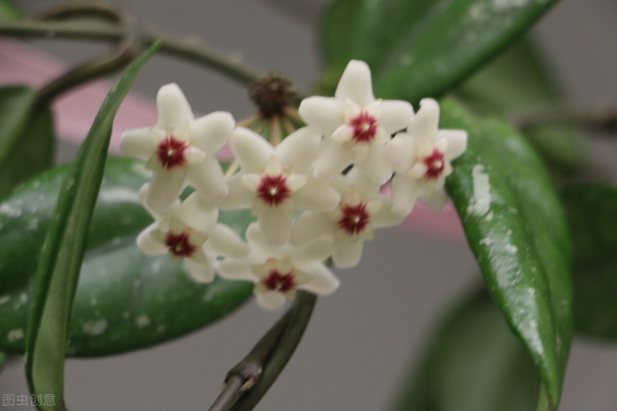 100种常见园林图鉴,列举20类不同的园林花卉