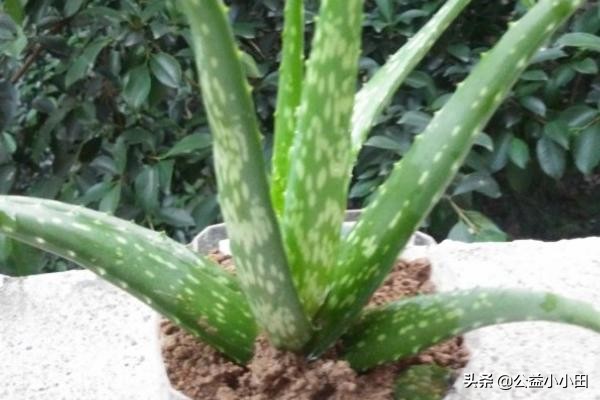 芦荟祛痘怎么做,祛脸上痘痘芦荟配方