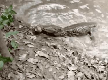 电鳗鳄鱼同归于尽,鳄鱼与电鳗同归于尽