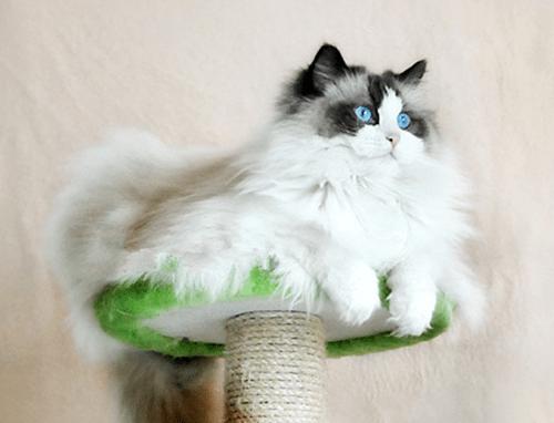 猫咪脸上有伤口化脓,猫咪伤口化脓自己舔