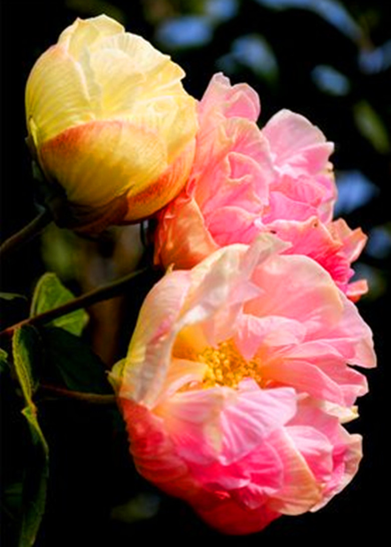 十月花神木芙蓉，凄美的故事打动了无数人，养护注意事项很多