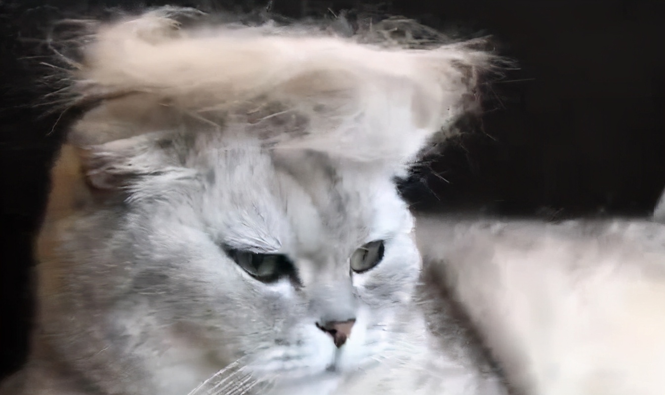 新手养猫省钱攻略教程,新手零基础养猫攻略